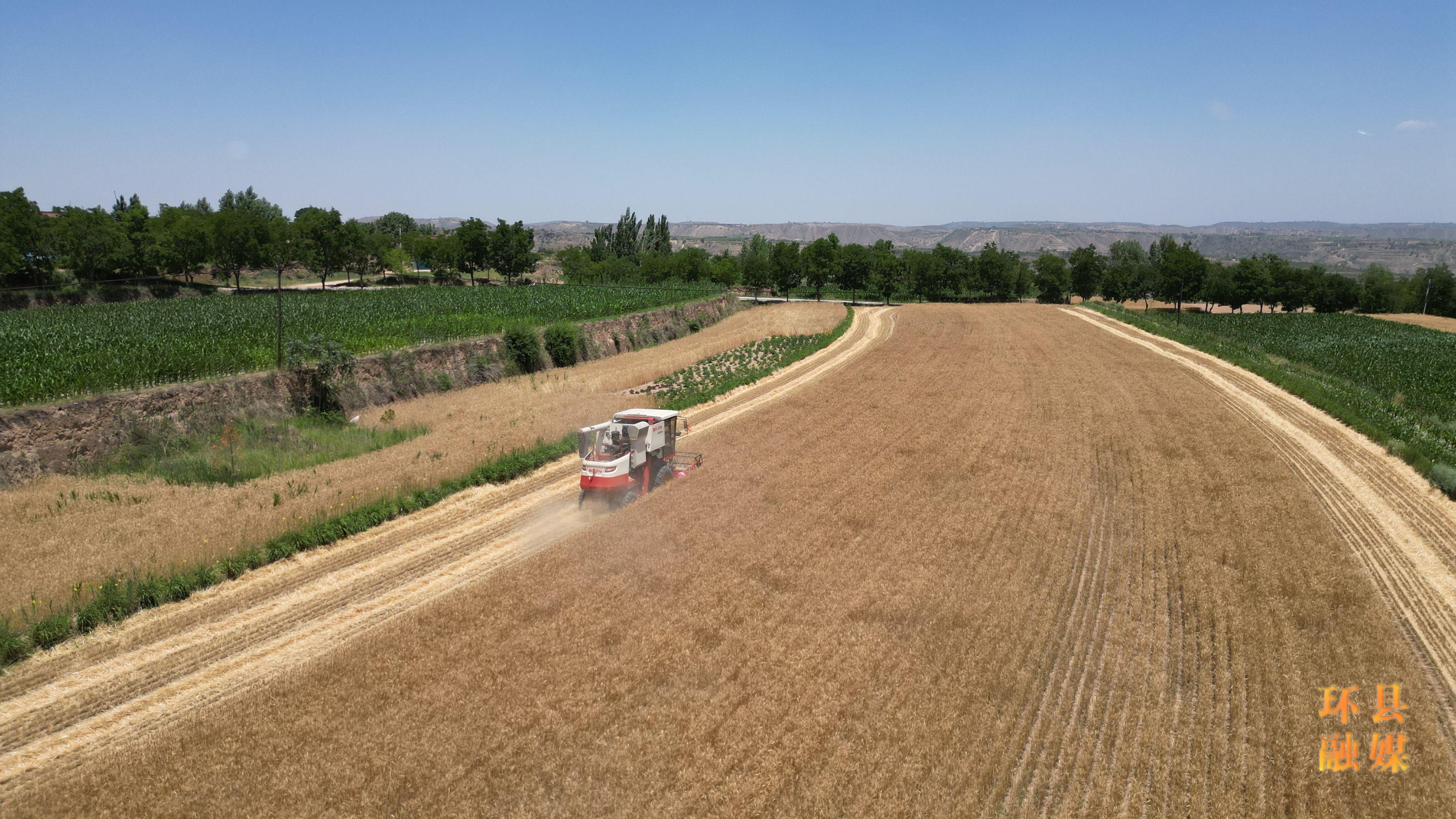 環縣52萬畝小麥全面開鐮收割