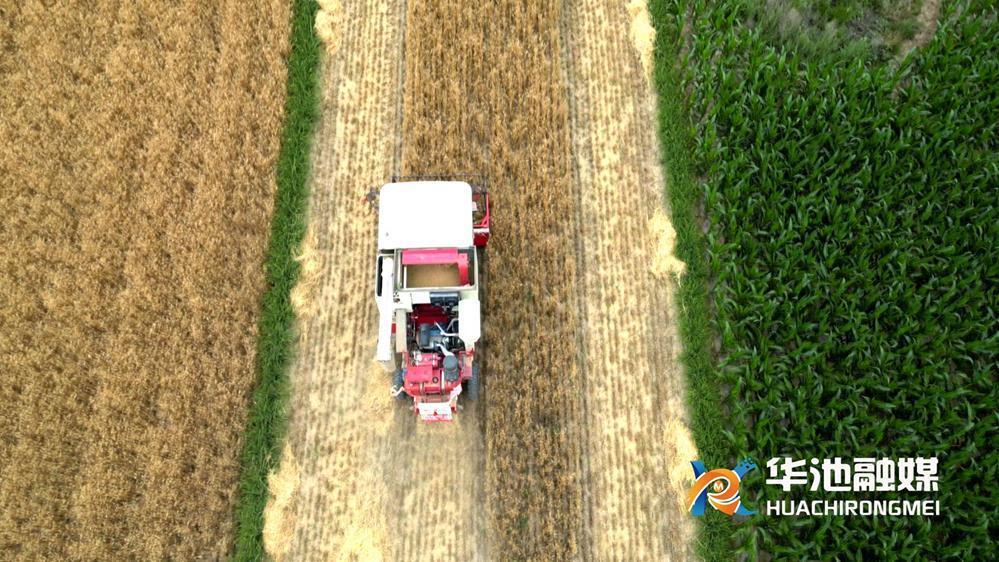 華池：3.4萬畝冬小麥收割全面鋪開