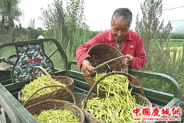 慶城縣：技術創新賦能馬蘭黃花豐收季
